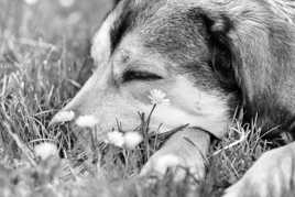 Je t'aime un peu, beaucoup ...