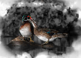 L'amour donne des couleurs