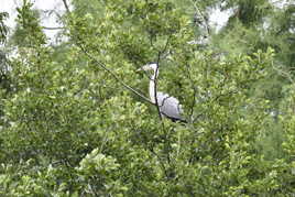 maitre heron perché