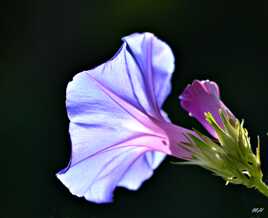 Transparence bleue