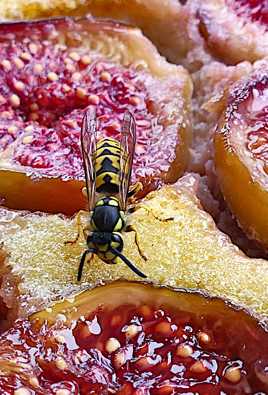 Les pieds dans le plat