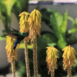 Colibri de Guadeloupe