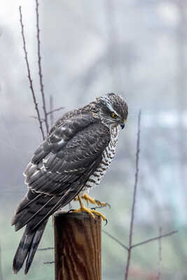 Un rapace dans mon jardin
