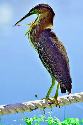 Bailler aux... corneilles ?