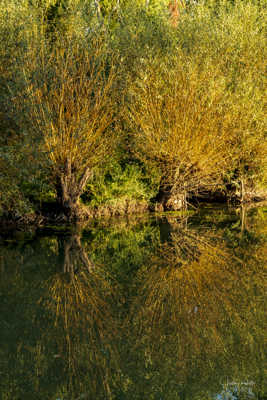 Reflet de Saule