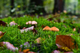 Promenons-nous dans les bois (suite)