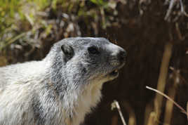 marmotte