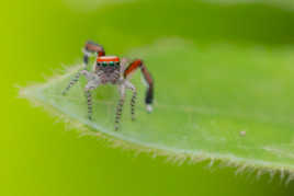 petite rousse aux yeux verts