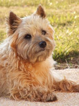 cairn terrier