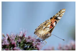 La Belle-Dame, papillon migrateur.