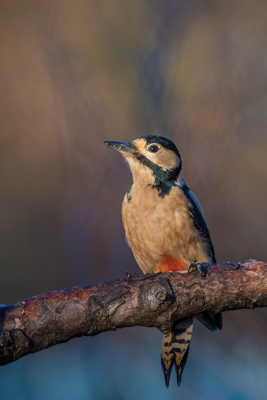 Madame Pic prend la pose