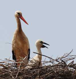 Cigogne