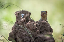 Mangouste dans une termitière