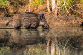 Thalasso pour sanglier