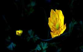 bouton d'or dans sa bulle