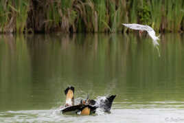 Sterne attaquant un grèbe