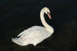 Un cygne du val de marne