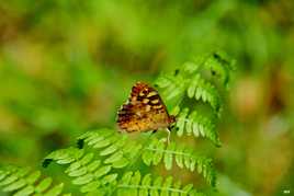 Le papillon et sa fougère