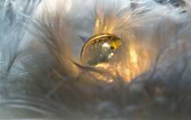 petite plume lumineuse....