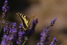 le machaon