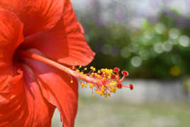 Hibiscus