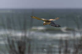 Le vol du Saint esprit