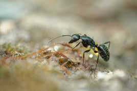 Le monde fascinant des fourmis. (2)