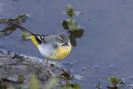 Bergeronnette des ruisseaux