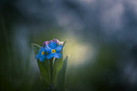 Myosotis alpestris