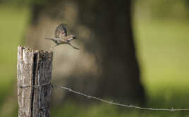 Passer domesticus