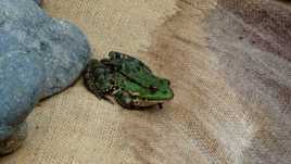 qu'elle est verte ma grenouille
