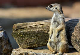 Suricate