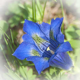 Gentiane