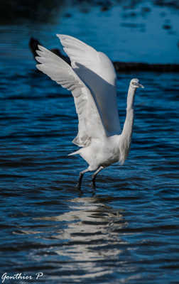 Attérissage sur l'eau II