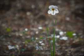 juste une fleur seul