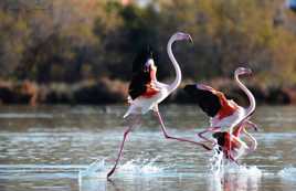 La dance des flamants