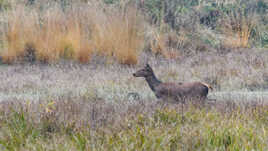 Une biche passe