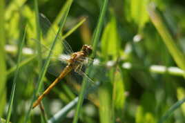 SYMPETRUM jaune d'or