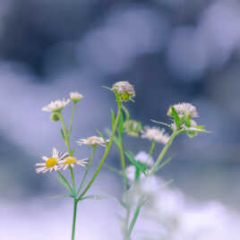 premiers flocons