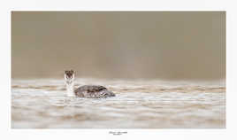 regarde moi bien dans les yeux