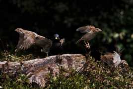 Quand l'étourneau s'invite chez les moineaux
