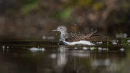 Le bain du chevalier