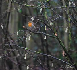 Le rouge gorge