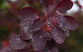 Jour de pluie.