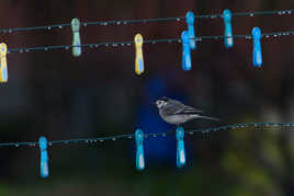 bergeronnette grise qui séche