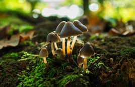 couleurs de sous bois