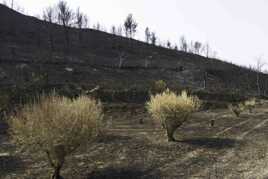 Douloureuse chaleur estivale