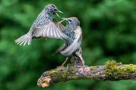 Tu cherches la bagarre ?