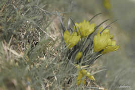 Sternbergia Lutea