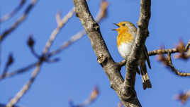 l'appel du printemps